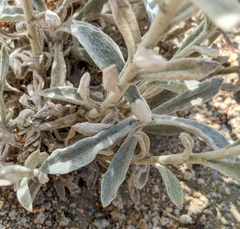 Pseudognaphalium microcephalum