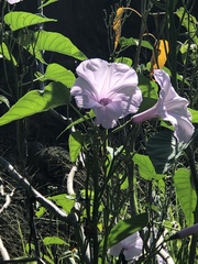 Ipomoea carnea fistulosa