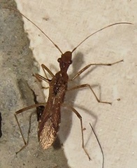 Dulichius trispinosus