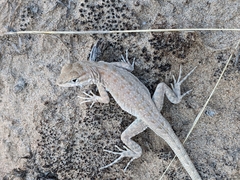 Uta stansburiana uniformis