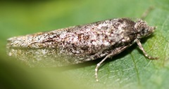 Tortricidae