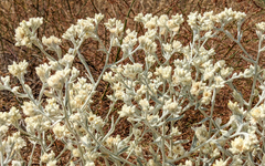 Pseudognaphalium microcephalum