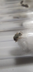 Lasius neoniger