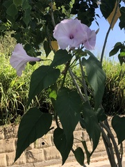 Ipomoea carnea fistulosa