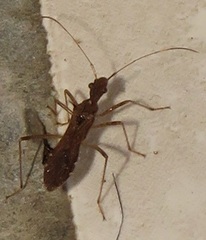 Dulichius trispinosus