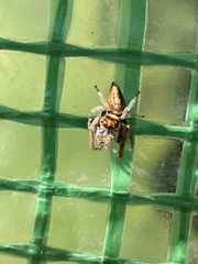 Opisthoncus nigrofemoratus