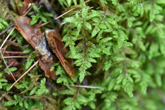 Pleurozium schreberi