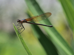 Hetaerina cruentata