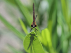Hetaerina cruentata
