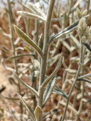 Pseudognaphalium microcephalum