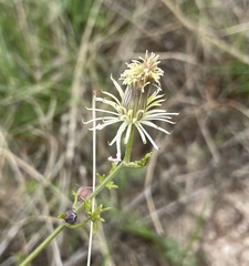 Clematis drummondii