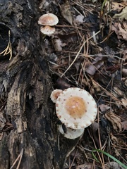 Pholiota polychroa