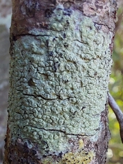 Pertusaria