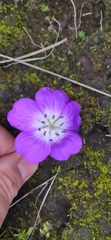 Geranium potentillifolium