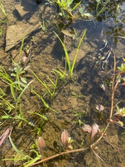 Ludwigia peploides glabrescens