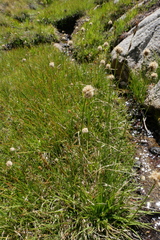 Calliscirpus brachythrix