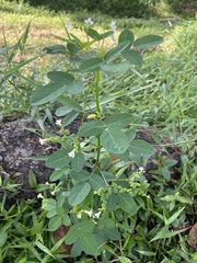 Oxalis barrelieri