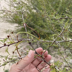 Clematis drummondii