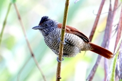 Thamnophilus palliatus