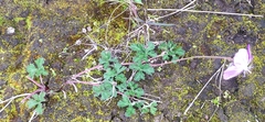 Geranium potentillifolium