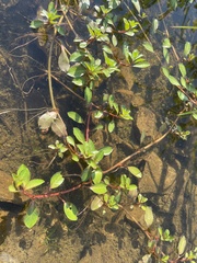 Ludwigia peploides glabrescens