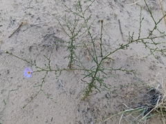 Dieteria canescens