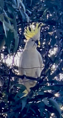 Cacatua galerita