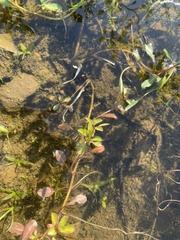 Ludwigia peploides glabrescens