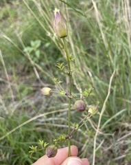 Clematis drummondii