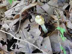 Helvella crispa