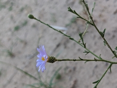 Dieteria canescens