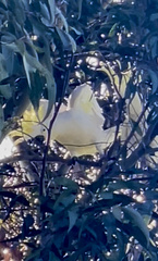 Cacatua galerita