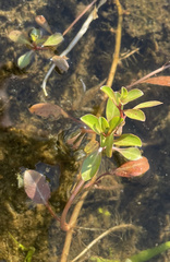 Ludwigia peploides glabrescens