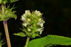 Lepechinia caulescens