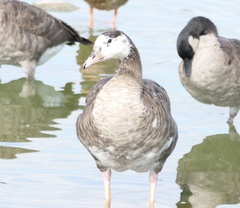 Anser anser × Branta canadensis