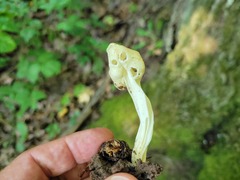 Helvella crispa