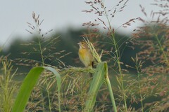 Spiza americana