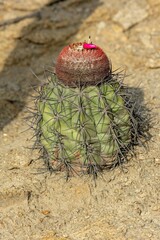 Melocactus peruvianus