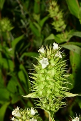 Lepechinia caulescens