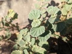 Malvella leprosa