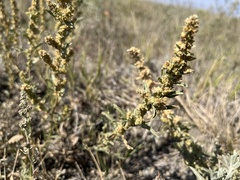 Atriplex gardneri