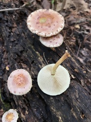 Pholiota polychroa