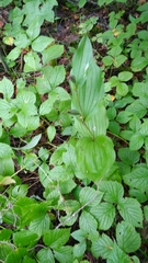 Epipactis helleborine