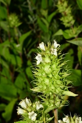 Lepechinia caulescens