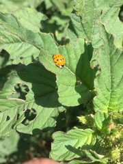Harmonia axyridis