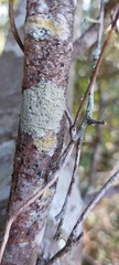 Pertusaria