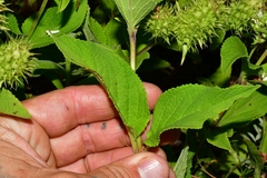 Lepechinia caulescens