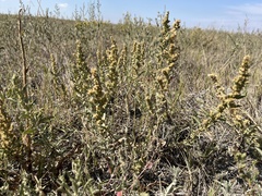 Atriplex gardneri