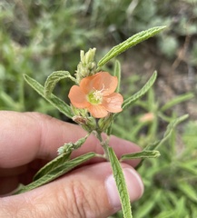 Sphaeralcea angustifolia