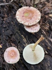 Pholiota polychroa